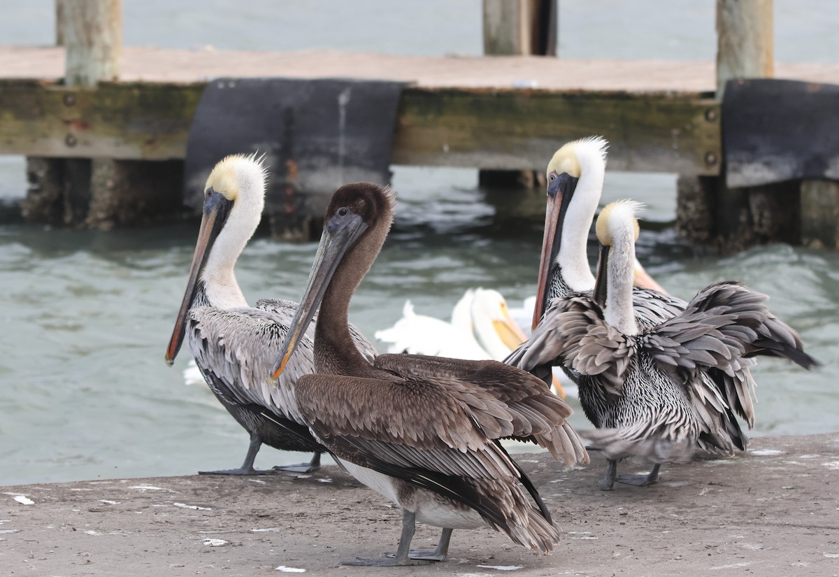 Amerika Pelikanı - ML645228445