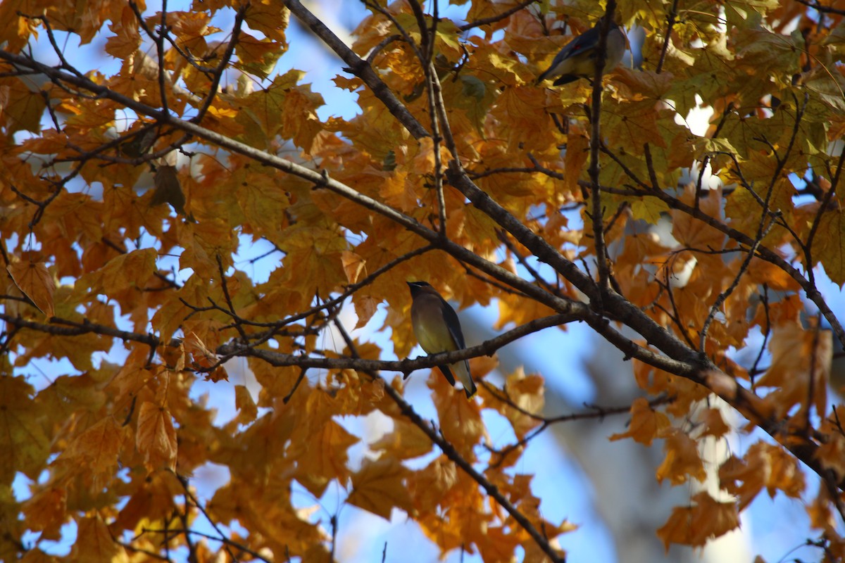 Cedar Waxwing - ML645228453
