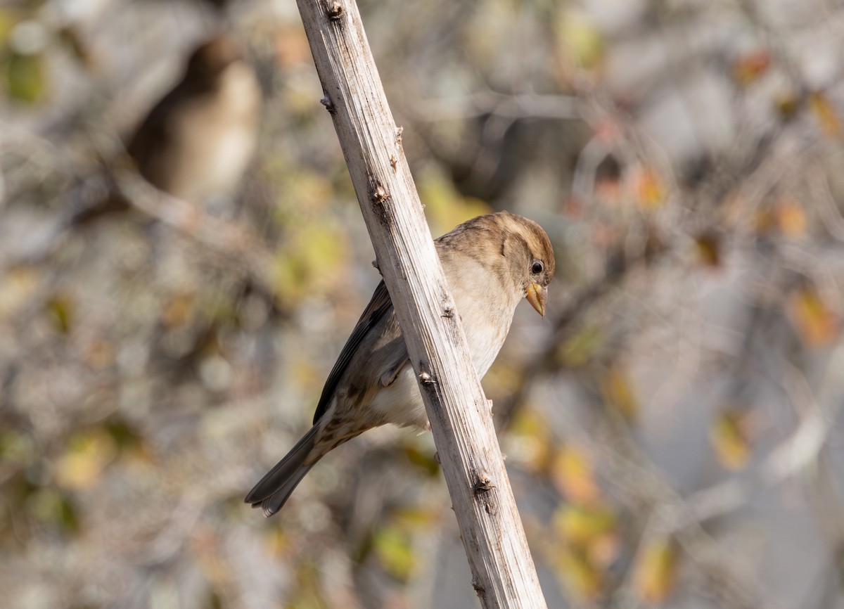 House Sparrow - ML645228471