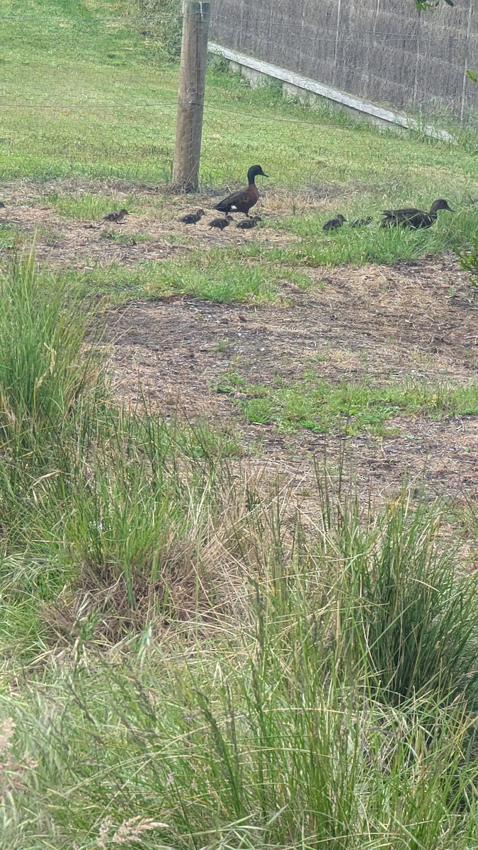 Chestnut Teal - ML645228480