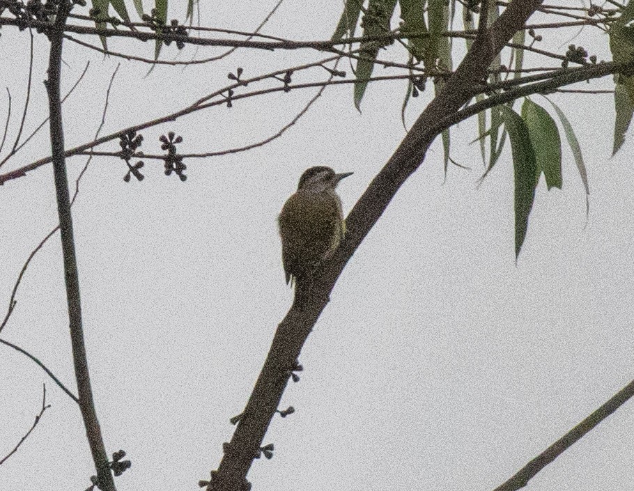 Göğsü Benekli Ağaçkakan - ML645228484