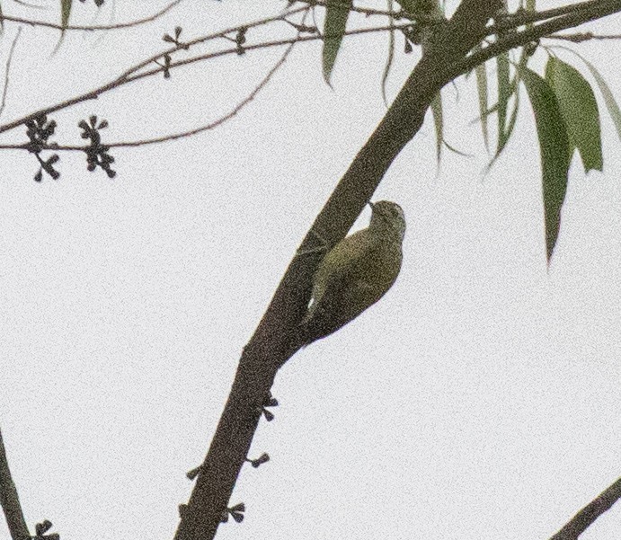 Göğsü Benekli Ağaçkakan - ML645228486