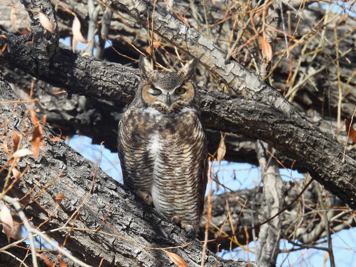 Great Horned Owl - ML645228488