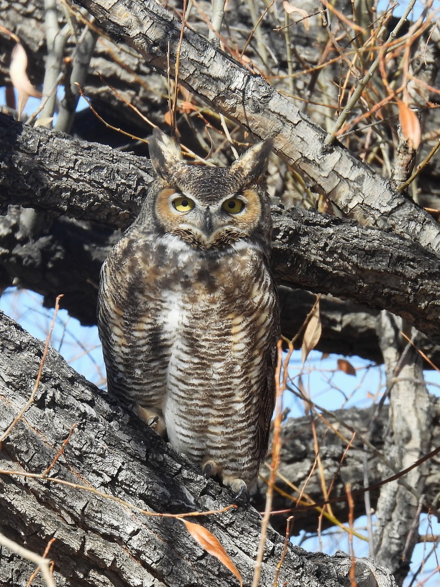 Great Horned Owl - ML645228490