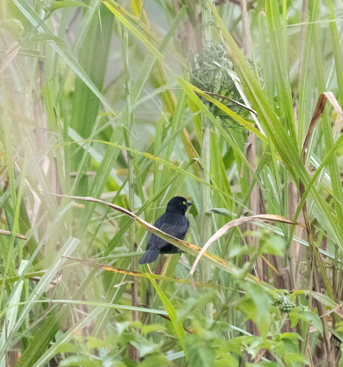 Vieillot's Black Weaver - ML645228491