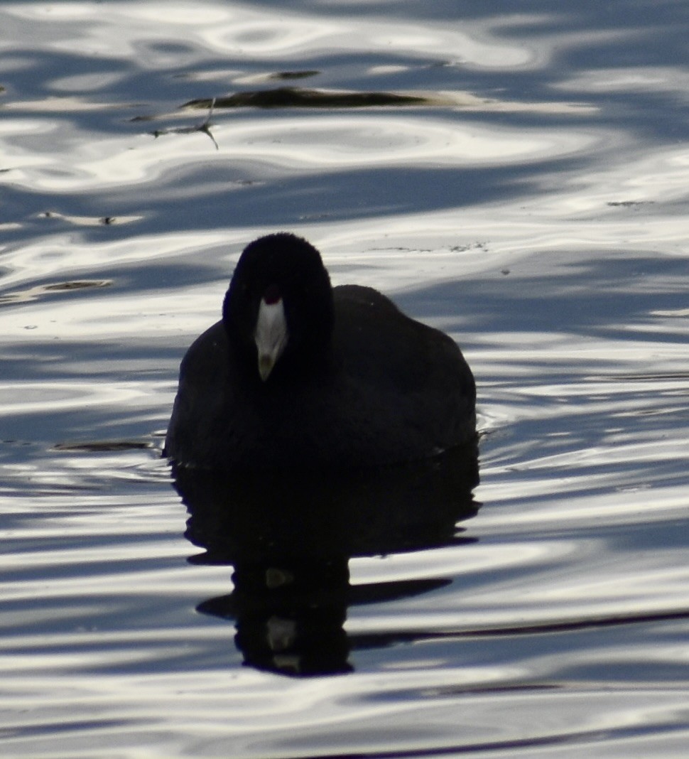 lyska americká - ML645228492