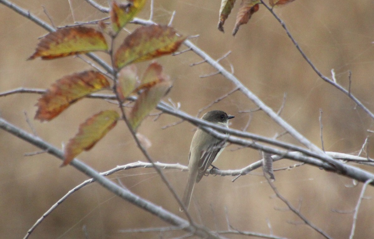 Weißbauch-Phoebetyrann - ML645228494