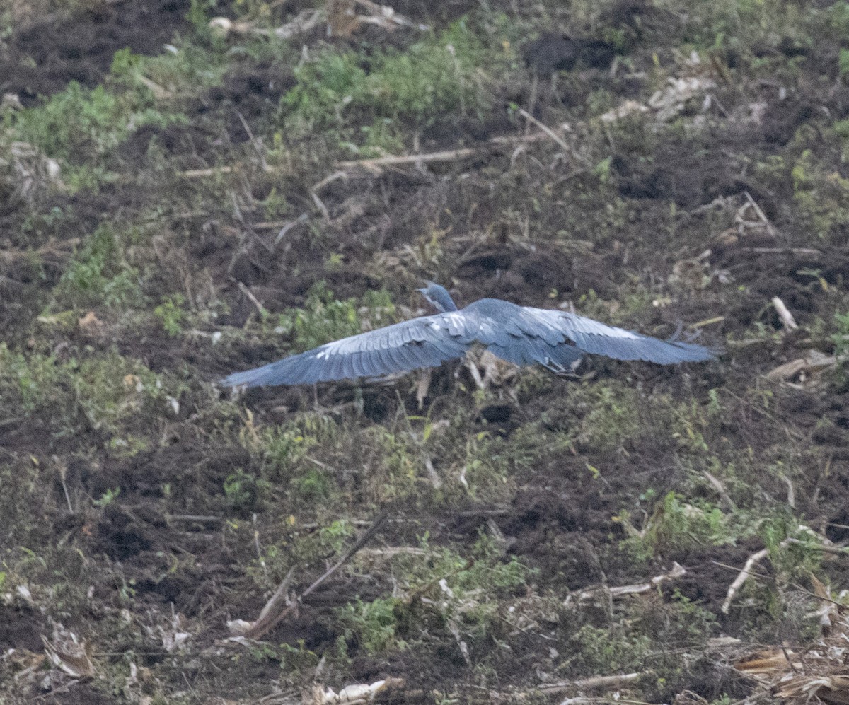 Héron mélanocéphale - ML645228497