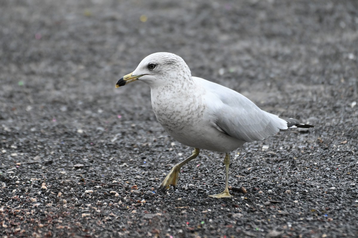 Ring-billed Gull - ML645228517