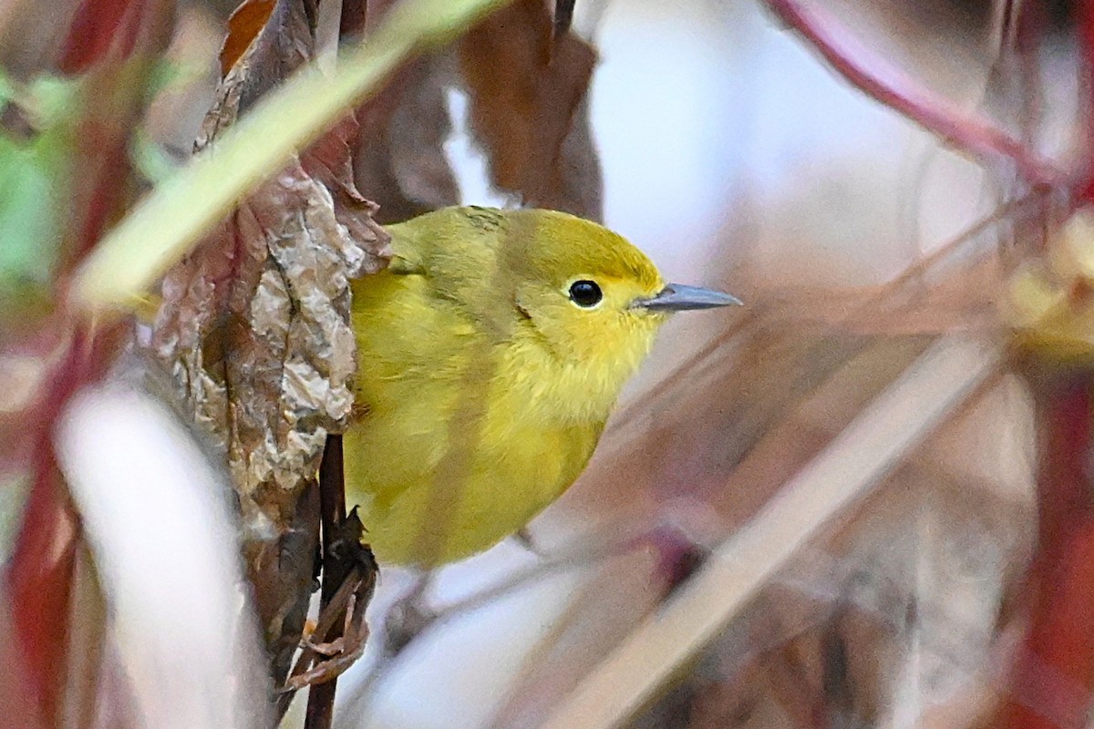 Northern Yellow Warbler - ML645228543