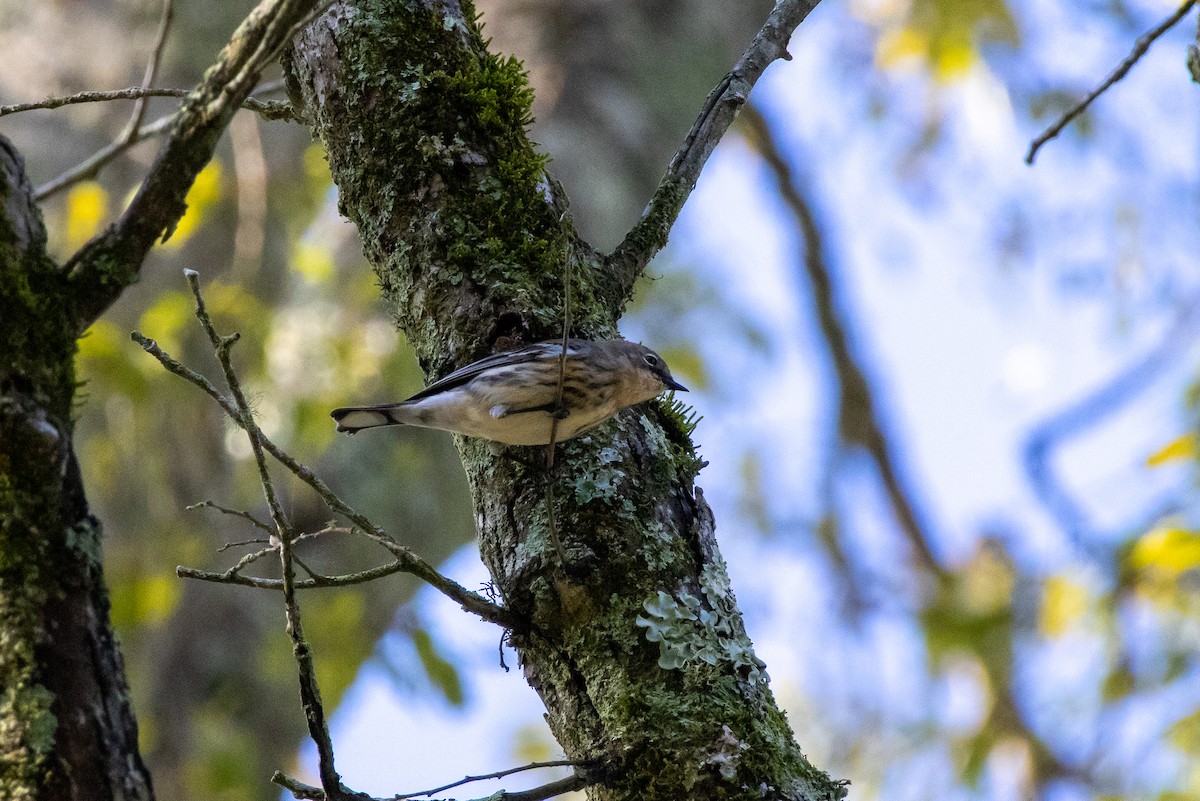 Yellow-rumped Warbler - ML645228548