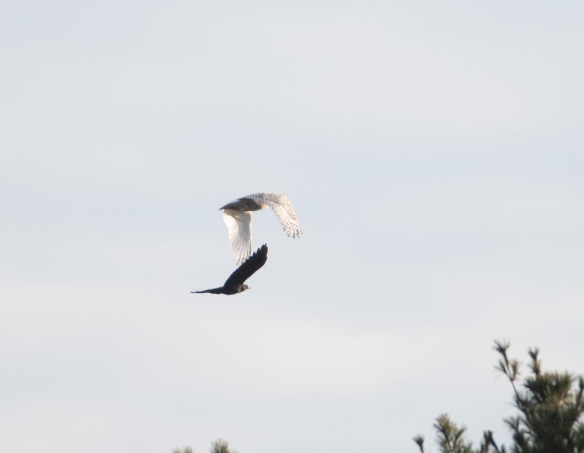 Snowy Owl - ML645228550