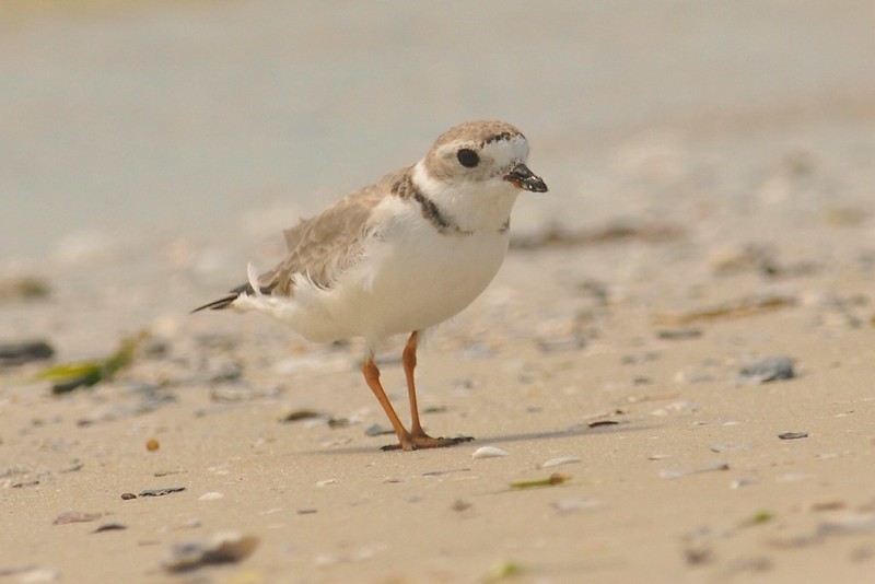 Piping Plover - ML645228552