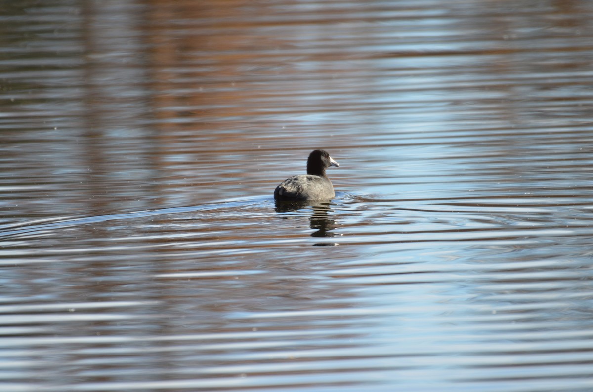 Foulque d'Amérique - ML645228562