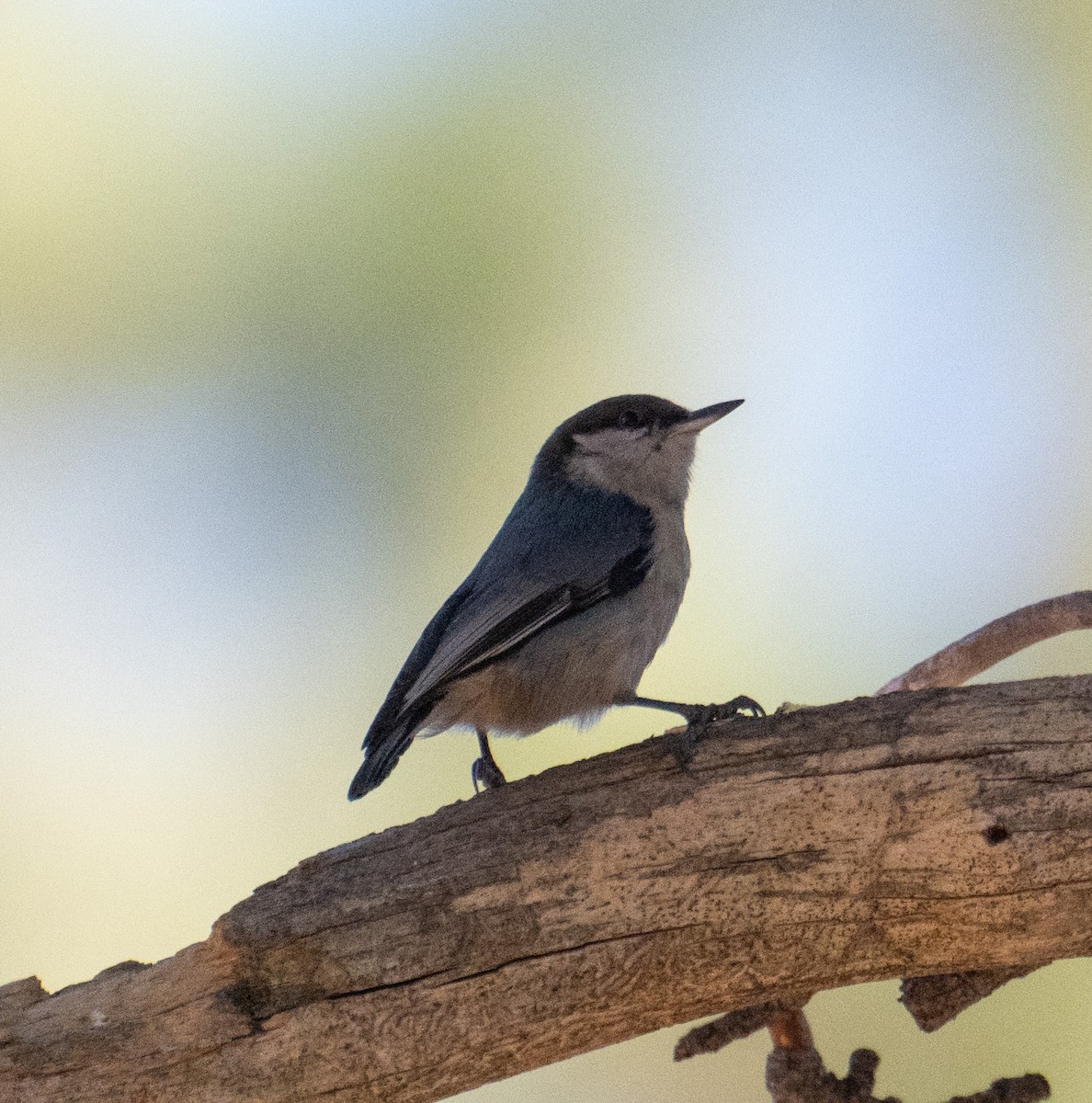 Pygmy Nuthatch - ML645228567