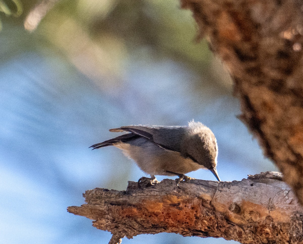Pygmy Nuthatch - ML645228568