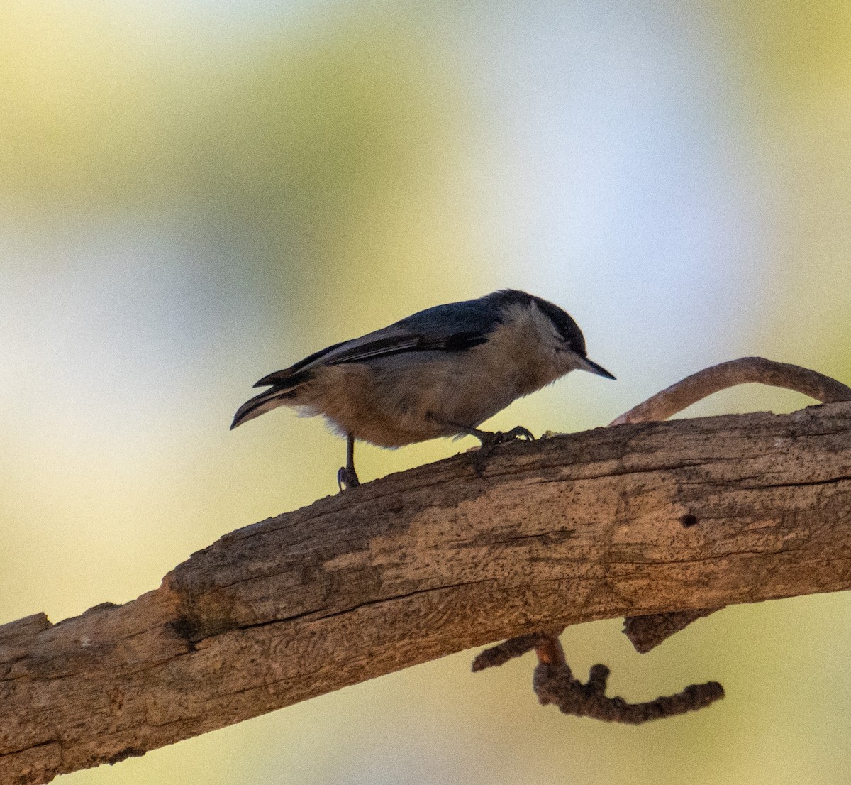Pygmy Nuthatch - ML645228569