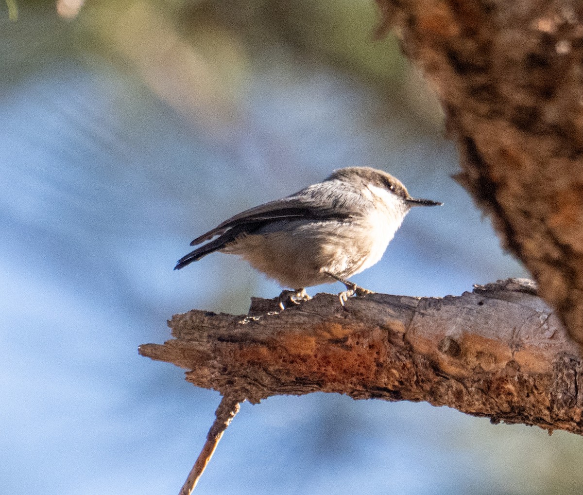 Pygmy Nuthatch - ML645228570