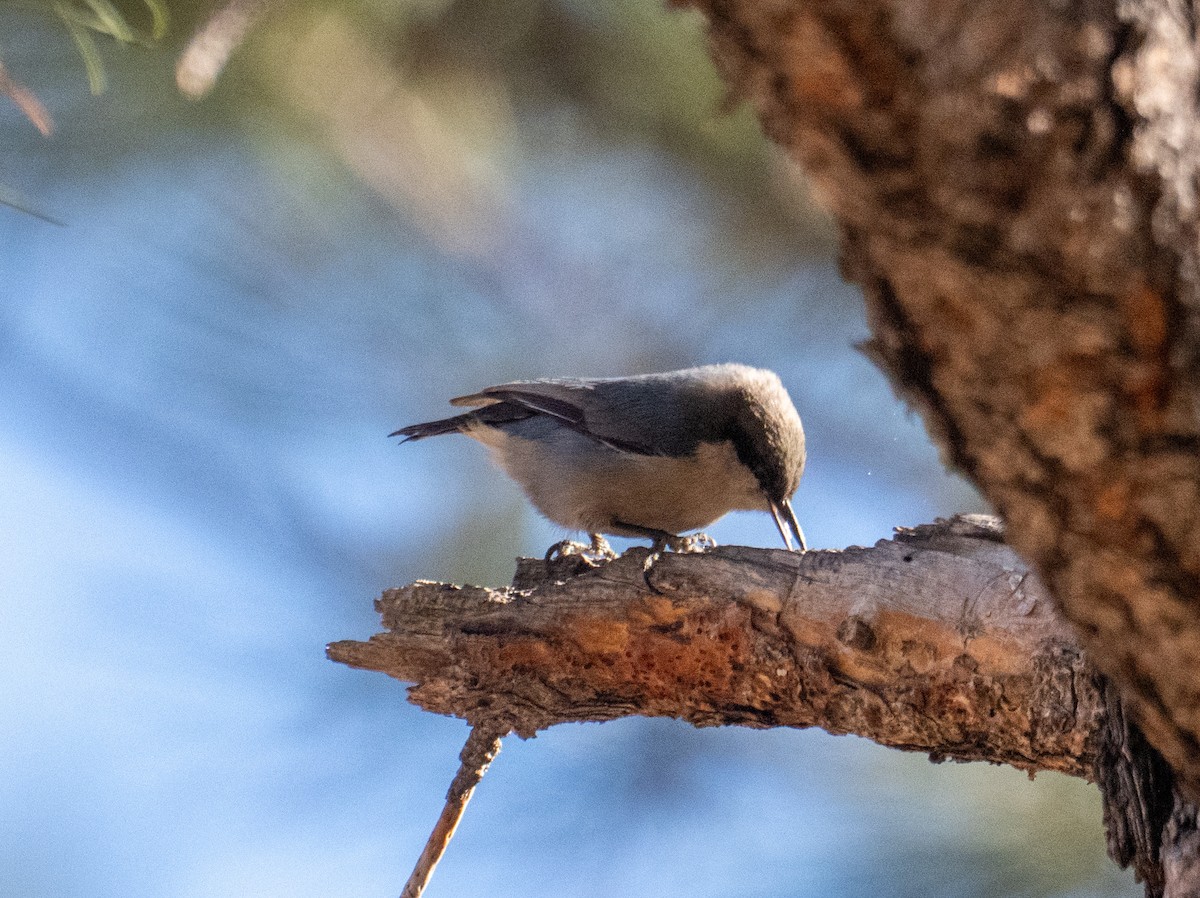 Pygmy Nuthatch - ML645228571