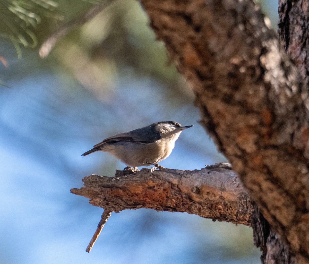 Pygmy Nuthatch - ML645228572