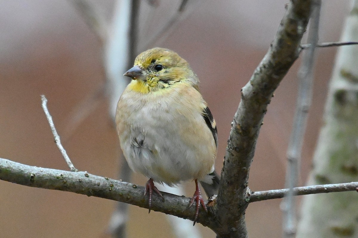 American Goldfinch - ML645228577