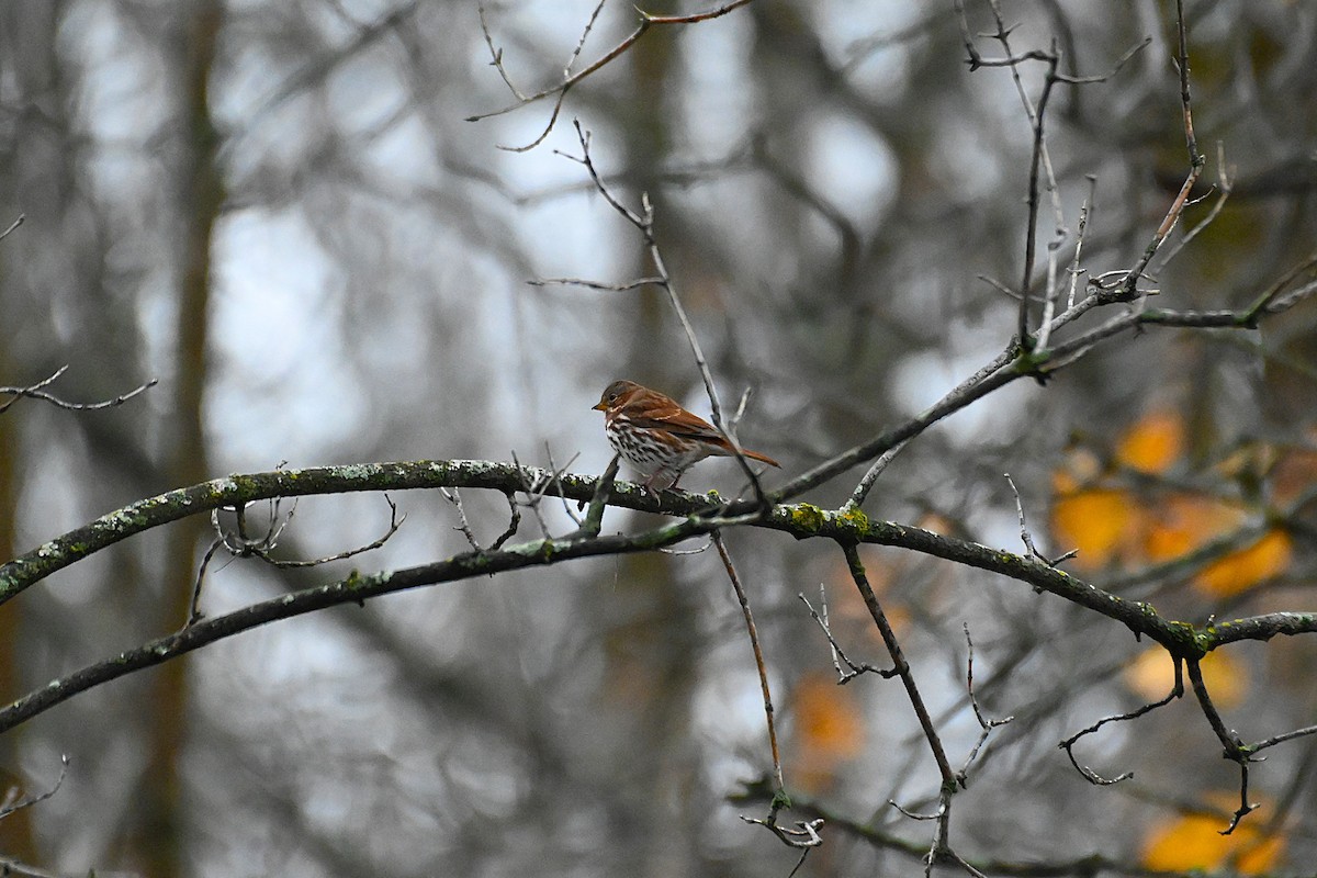 Fox Sparrow - ML645228586
