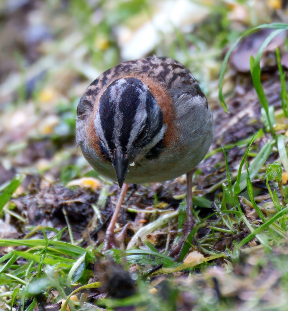 Morgenammer - ML645228608