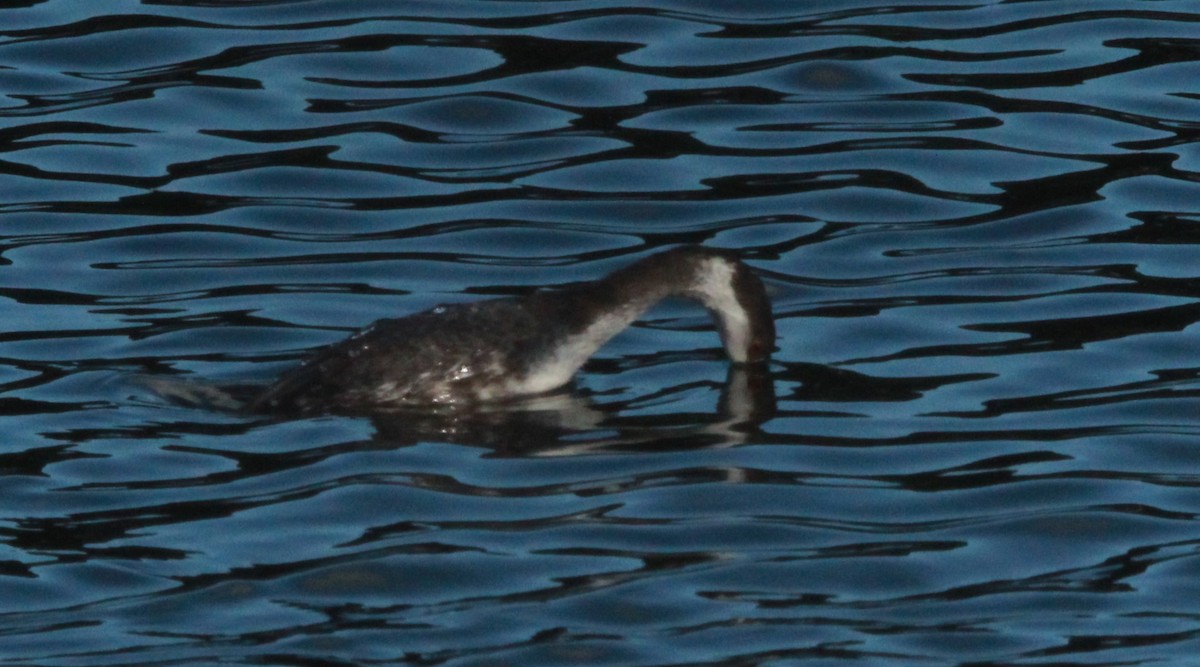 Txilinporta urrebelarria - ML645228624