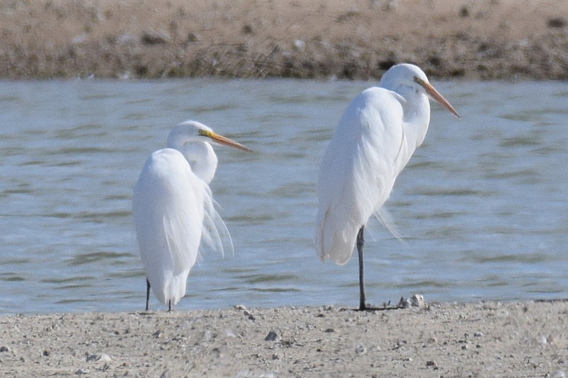 Koartza zuria - ML645228626