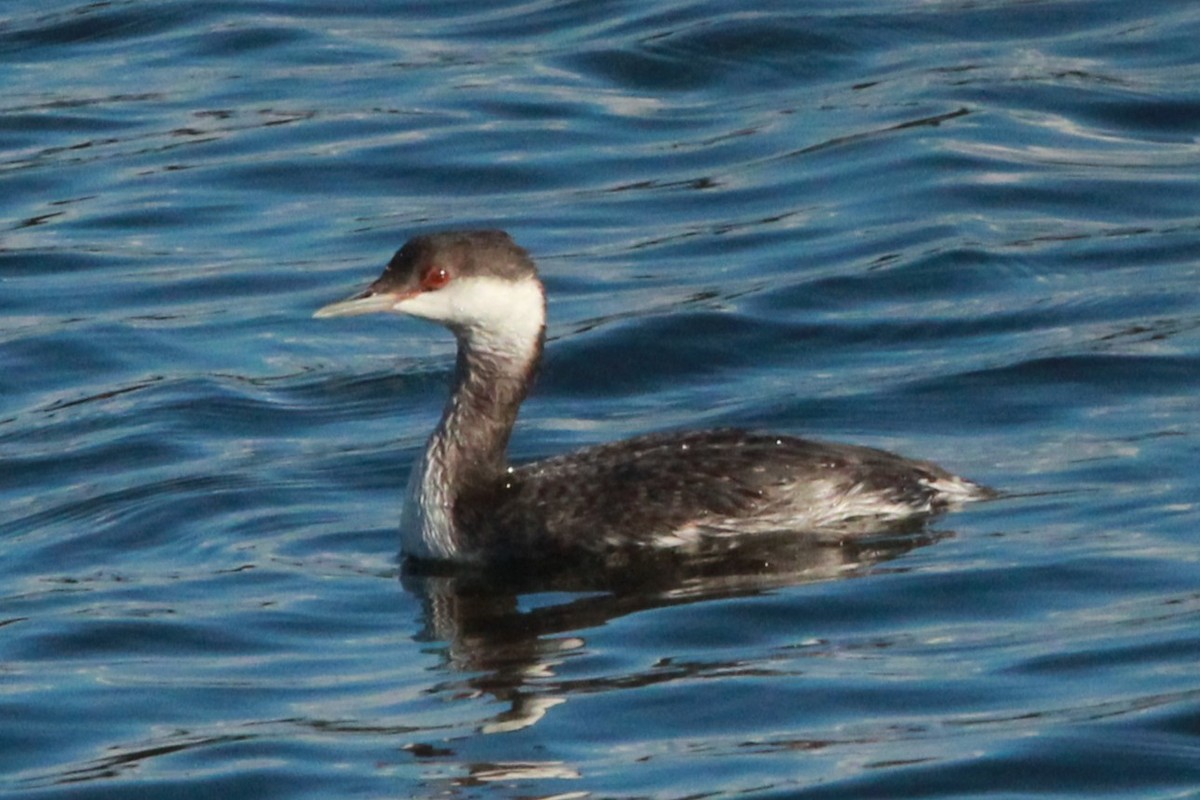 Txilinporta urrebelarria - ML645228627