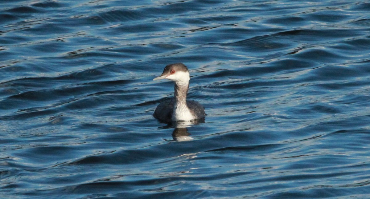 Txilinporta urrebelarria - ML645228629