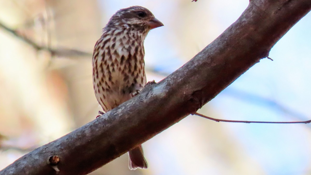 Purple Finch - ML645228641