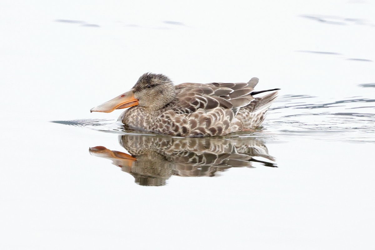 Northern Shoveler - ML645228644