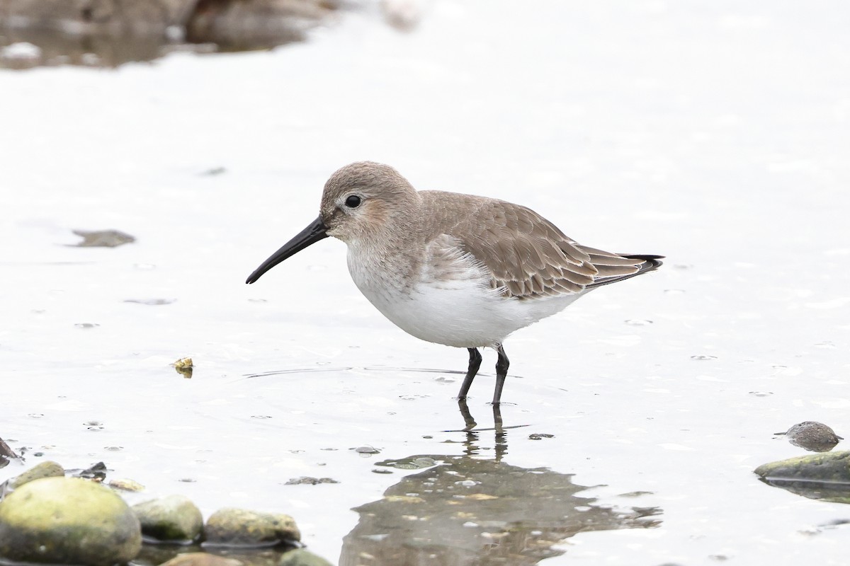 Dunlin - ML645228659