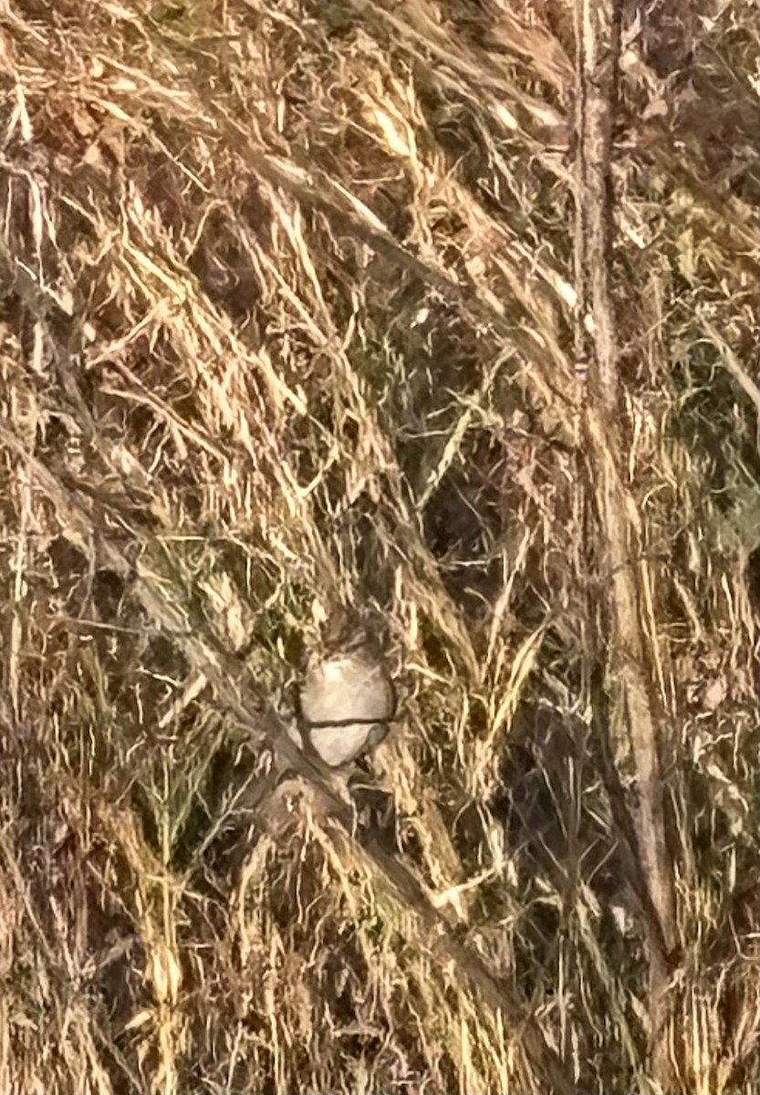 White-crowned Sparrow - ML645228689