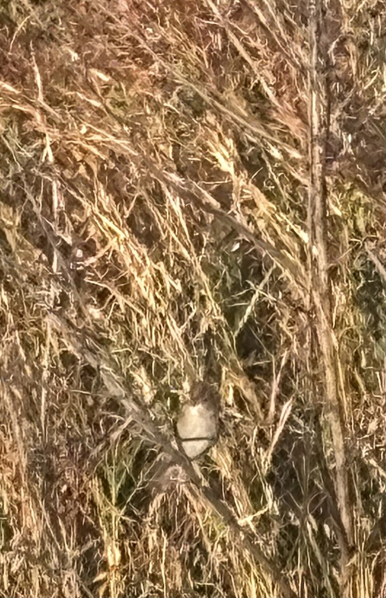 White-crowned Sparrow - ML645228690