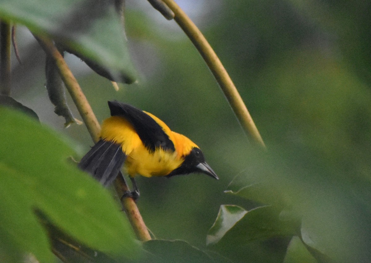 Yellow-backed Oriole - ML645228691