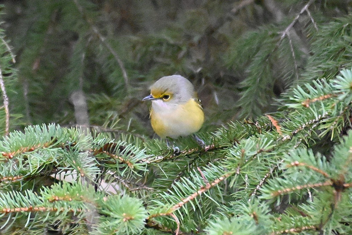 White-eyed Vireo - ML645228692