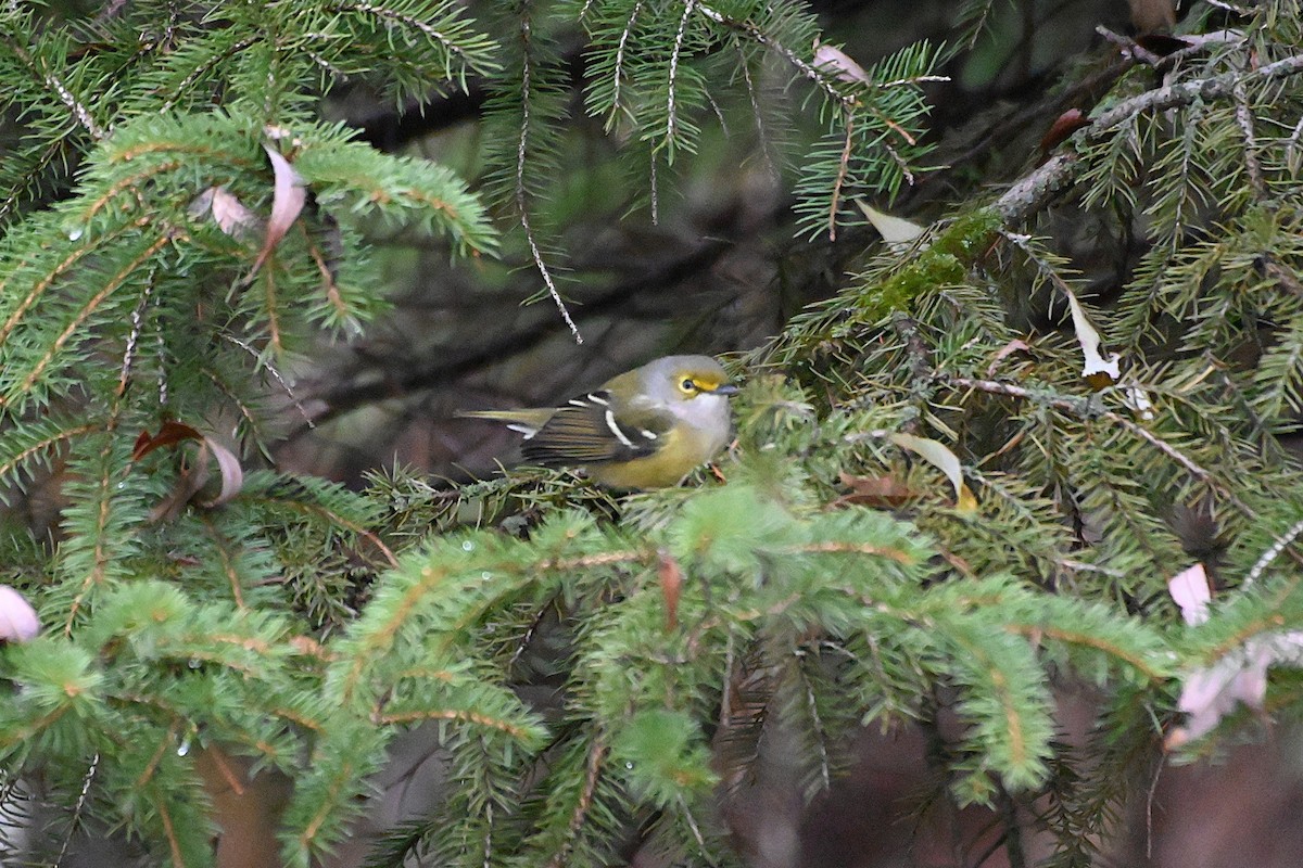 White-eyed Vireo - ML645228693