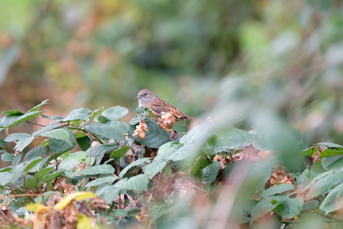 Accenteur mouchet - ML645228719