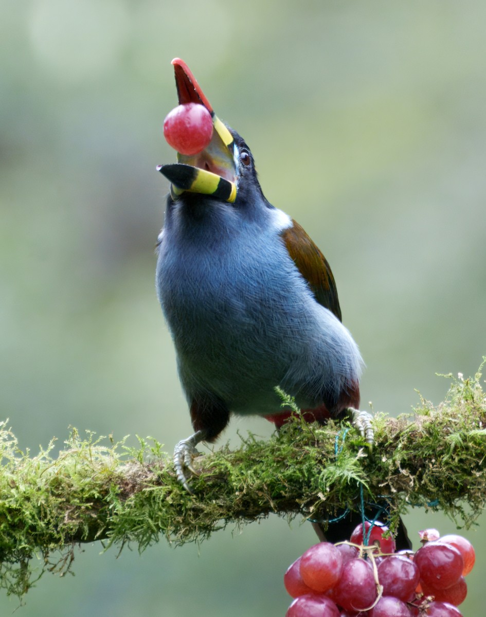 lavendeltukan - ML645228721