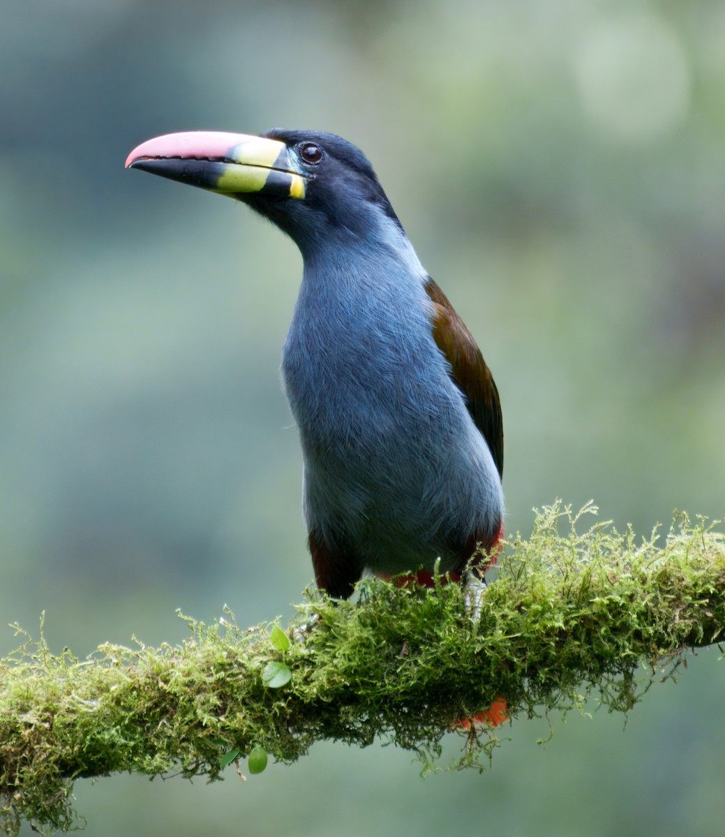 lavendeltukan - ML645228722