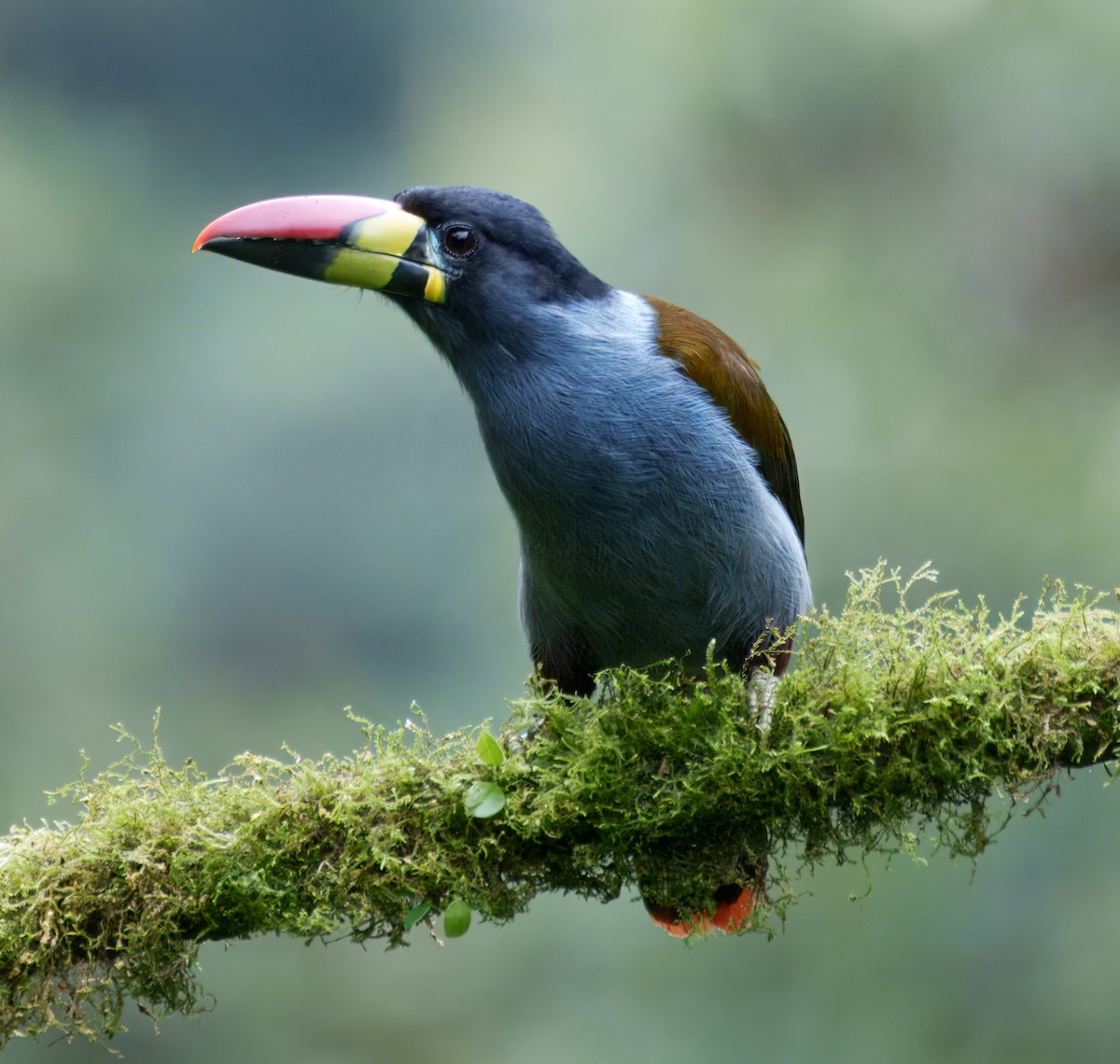 lavendeltukan - ML645228723