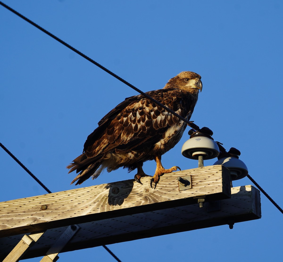 Bald Eagle - ML645228730