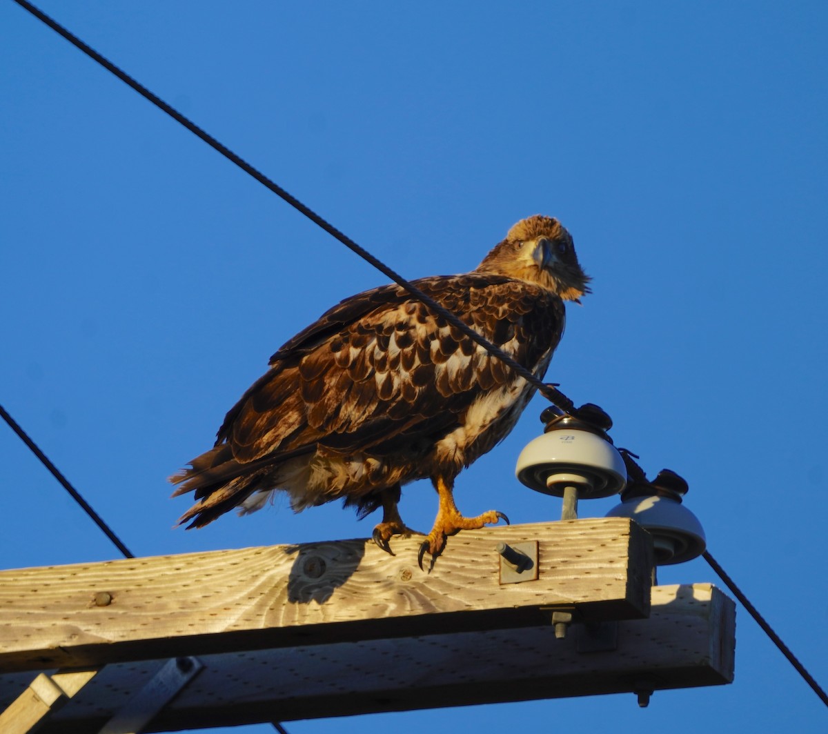 Bald Eagle - ML645228731
