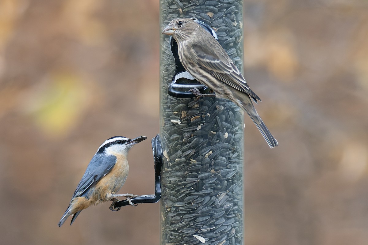 Red-breasted Nuthatch - ML645228741