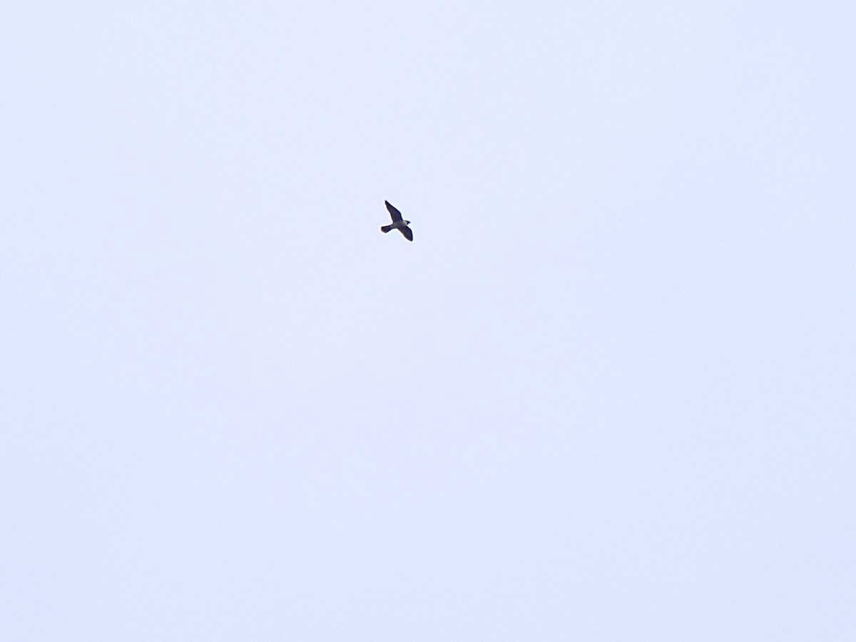 Peregrine Falcon - ML645228743