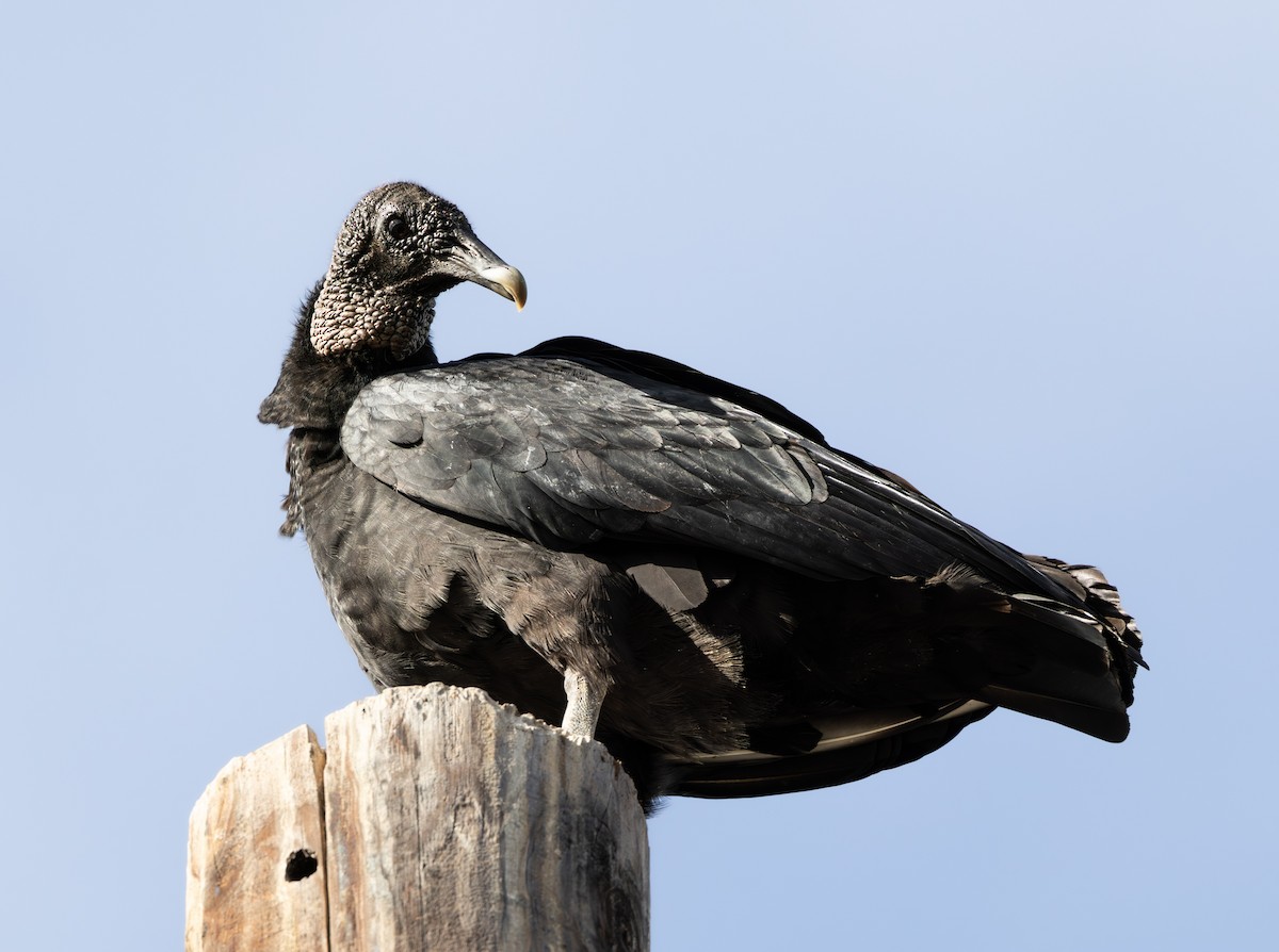 Чёрная катарта - ML645228756