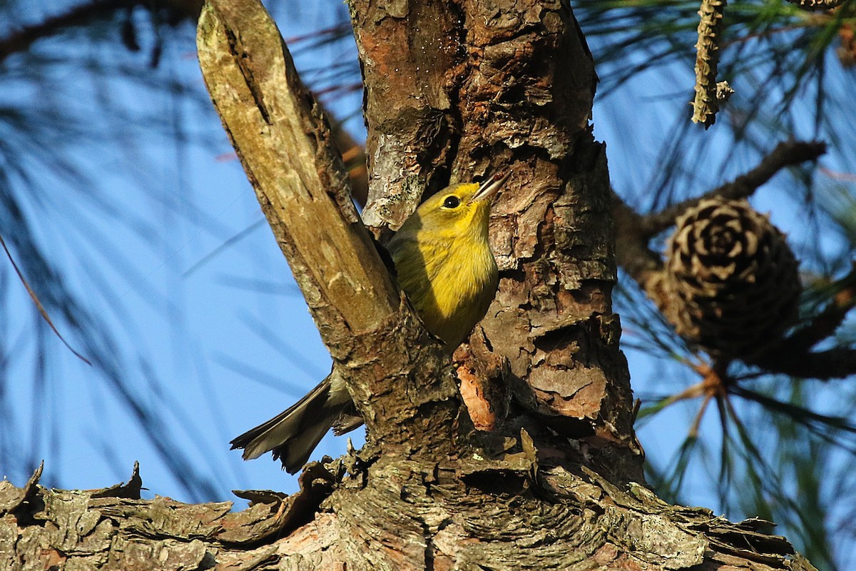 Kiefernwaldsänger - ML645228757