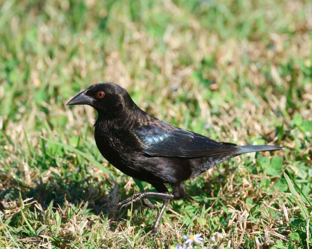 Bronzed Cowbird - ML645228758